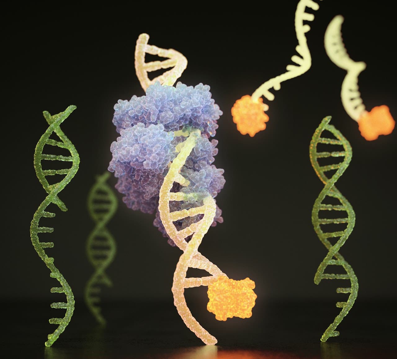 어두운 배경의 3D 렌더링. 초록색 DNA 이중나선들 가운데 보라색 단백질 복합체가 놓이고, 그 사이로 주황색 입자가 붙은 노란 핵산 가닥들이 뻗어 나온다.
