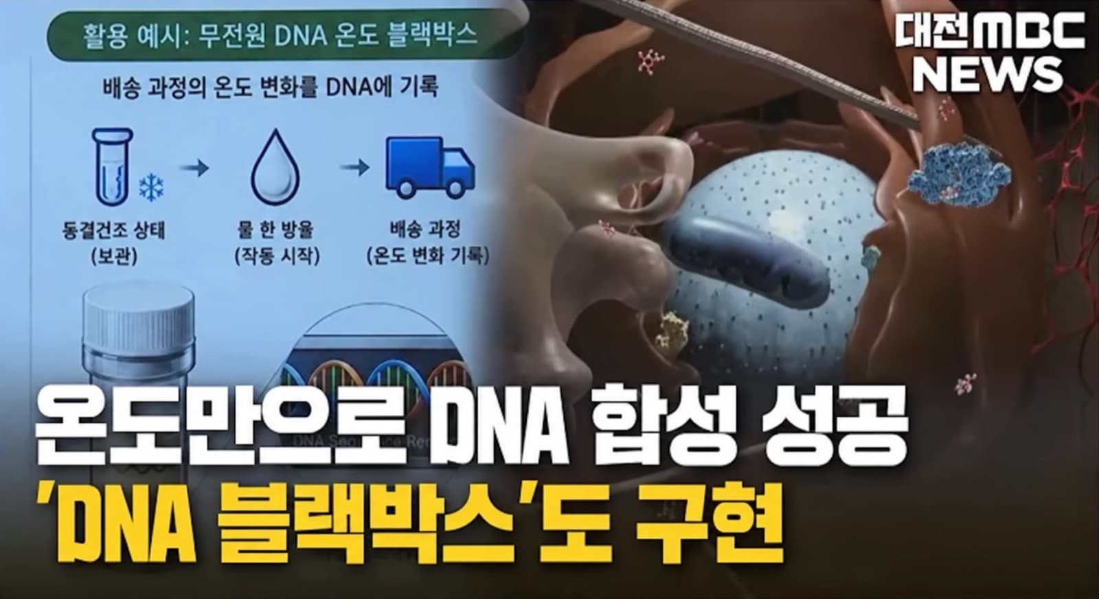 무전원 DNA 온도 블랙박스 활용 예시 도식과 세포 3D 그래픽을 나란히 배치한 대전MBC 뉴스 화면. 자막 '온도만으로 DNA 합성 성공, DNA 블랙박스도 구현'.